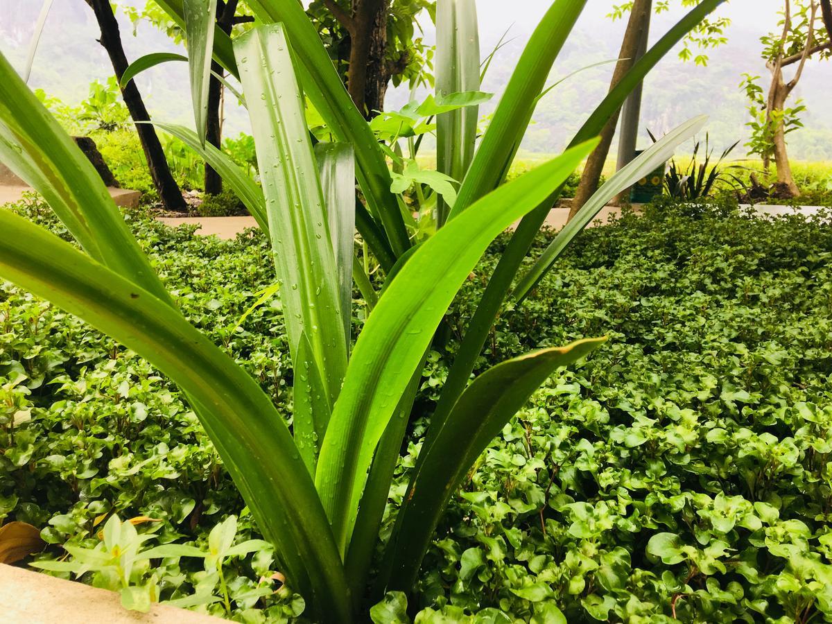 Trang An Nature House Ниньбинь Экстерьер фото